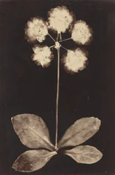 Botanisches Fotogramm