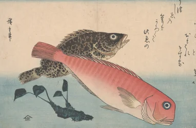 Amadai, Mebaru und Wasabi-Wurzel