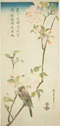 Gimpel auf Aronia-Zweig