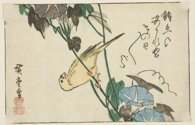 Kanarienvogel und Morgenröte
