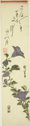Chinesische Glockenblumen