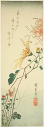 Chrysanthemen