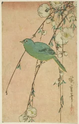 Japanische Weißaugen und weinende Kirsche