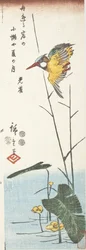 Eisvogel und Schilf