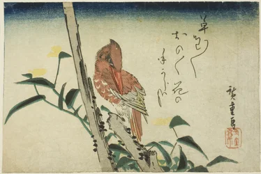 Eisvogel und Tagblume