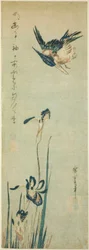 Eisvogel und Iris
