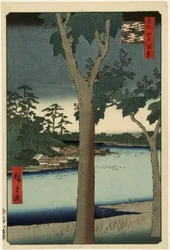 Paulownienplantage in Akasaka