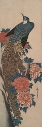 Pfau und Pfingstrosen