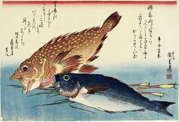 Skorpionfisch, Chicken Grunt und Ingwersprossen, ca. 1832