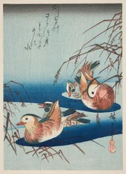 Zwei Paare Mandarinenten