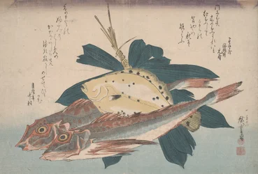 Zwei Knurrhähne und eine Scholle