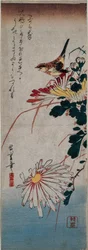 Zaunkönig und Chrysanthemen