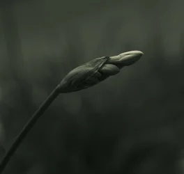 Gelassene Knospenblüte