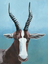 Afrikanischer Blesbok-Blick