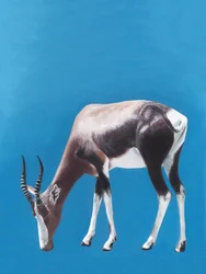 Afrikanischer Blesbok beim Weiden