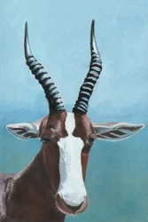 Blesbok-Antilope-Blick