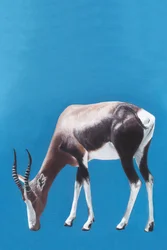 Blesbok beim Weiden Blau