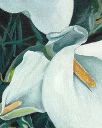 Elegante Calla-Lilien