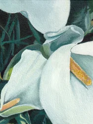 Elegante Calla-Lilien