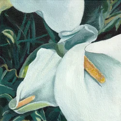 Elegante Calla-Lilien