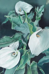 Elegante Calla-Lilien