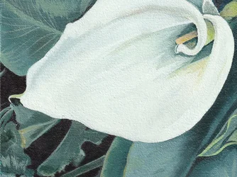 Elegante Calla-Lilienblüte