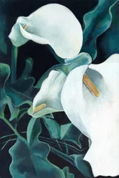 Elegante weiße Calla-Lilien