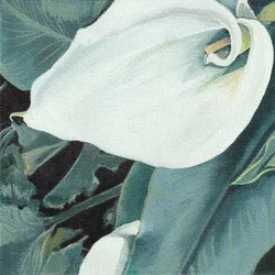 Elegante Weiße Calla-Lilie