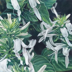 Elegante weiße Blumen