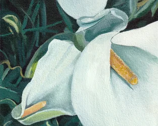Elegante weiße Lilien