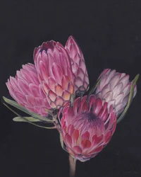 Exotische Rosa Proteas