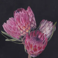 Exotische Rosa Proteas