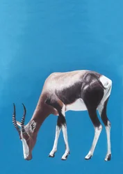 Weidende Blesbok-Antilope