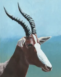 Majestätisches Blesbok-Porträt