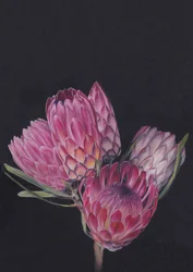 Protea-Medley von Viccy Wanliss