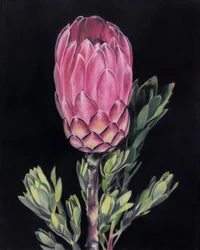 Lebendige rosa Protea