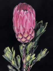 Lebendige rosa Protea