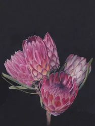 Lebendige Rosa Proteas