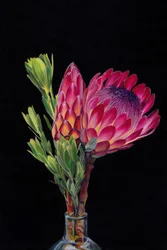 Lebendige Rosa Proteas