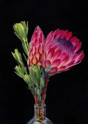 Lebendige Protea-Blüte