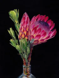 Lebendige Protea-Blüten