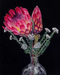 Lebendige Protea-Blüten