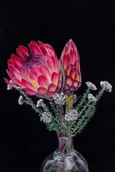 Lebendige Protea-Blüten