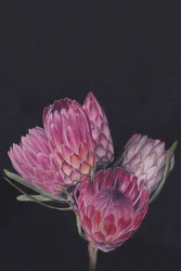 Lebendige Protea-Blumen