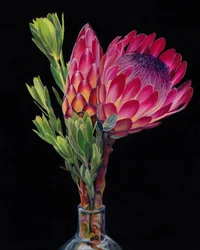 Lebendige Protea-Blumen