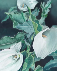 Weiße Calla-Lilien