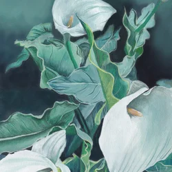 Weiße Calla-Lilien