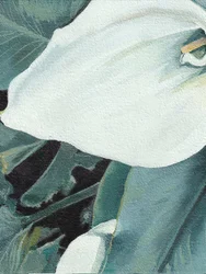Weiße Calla-Lilienblüte