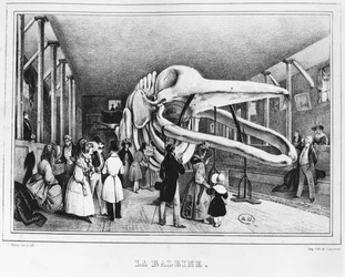 Der Wal im Naturkundemuseum in Paris, ca. 1840