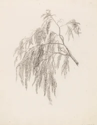 Zweig